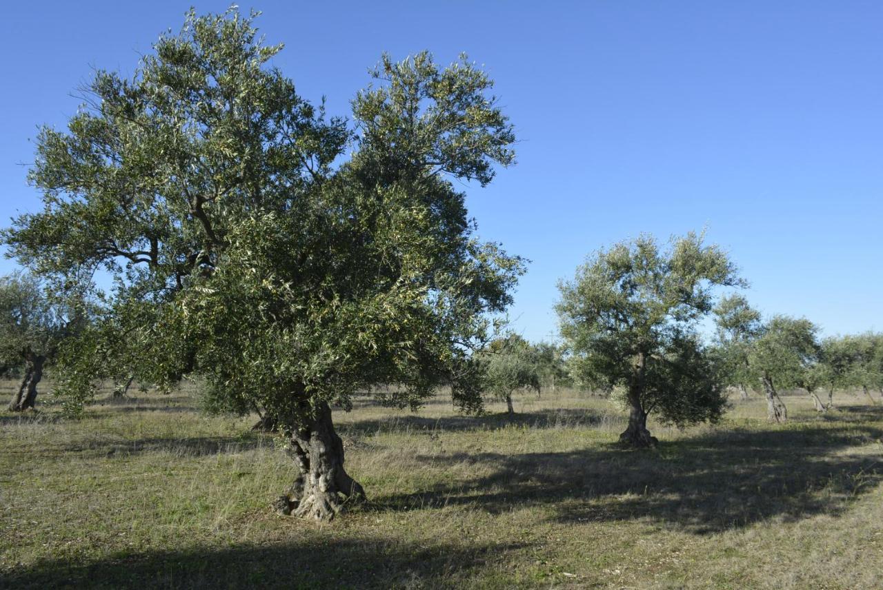 Agriturismo Poggio Ferrata Ruvo di Puglia Luaran gambar