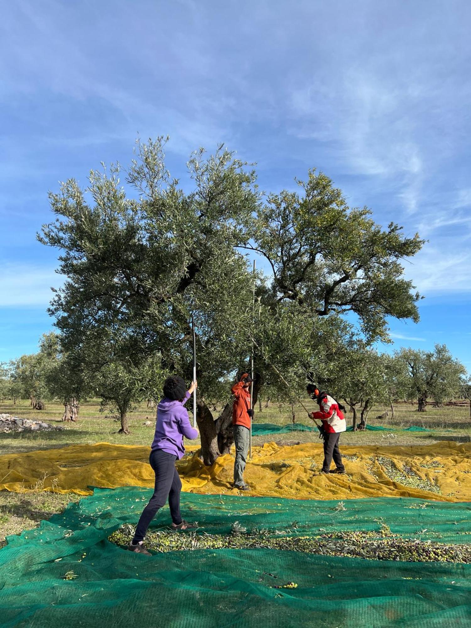 Agriturismo Poggio Ferrata Ruvo di Puglia Luaran gambar